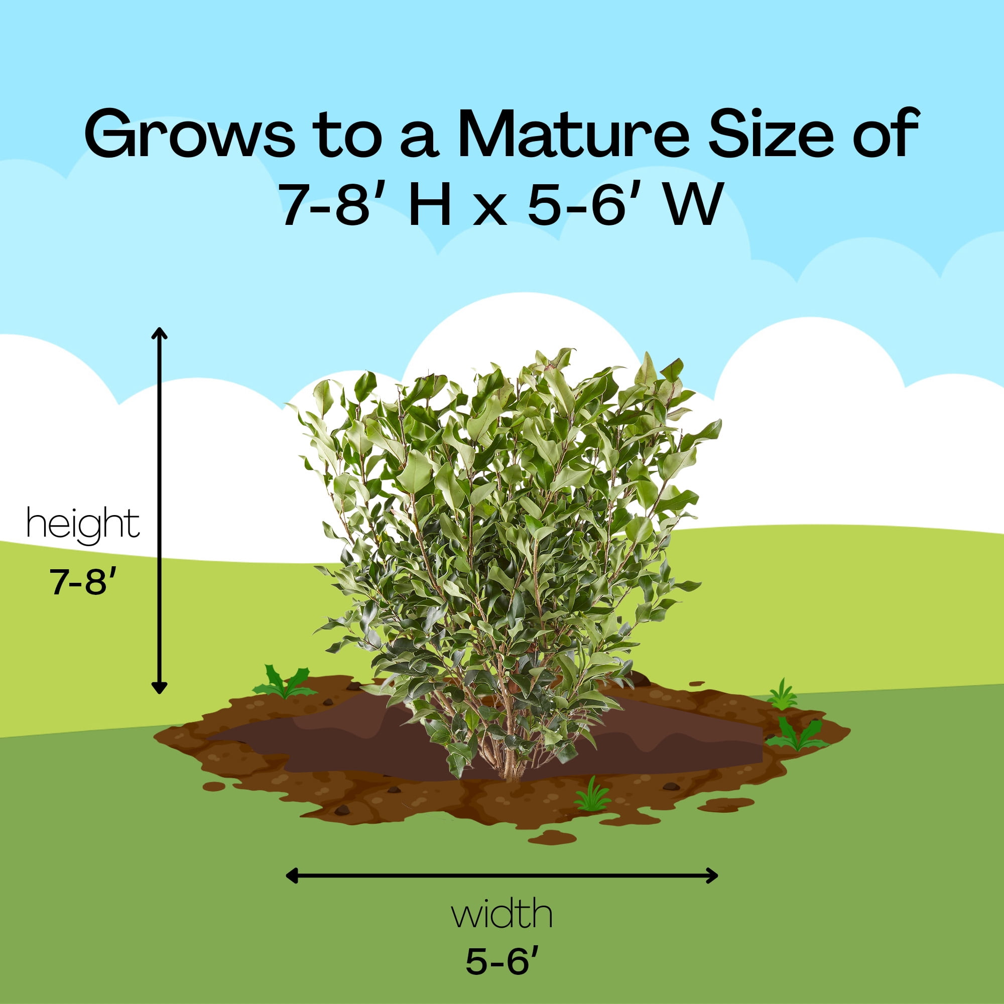 Ligustrum Recurvifolium Privet Live Shrub (7 Gallon)