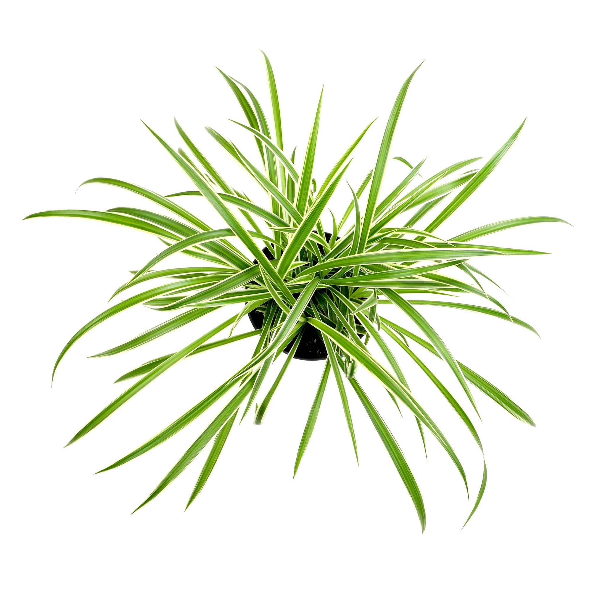 Element by Altman Plants 6in Hanging Basket Spider Plant