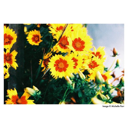 《新品アクセサリー》 HARMAN（ハーマン） Phoenix 200 〔35mm/カラーネガフィルム〕