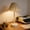 White, variant on Rattan Table Lamp, LED Rechargeable Cordless Wicker Desk Lamp with 3 Color Temperature Touch Control Dimmable Brightness, for Bedroom Living Room Office Home Decor