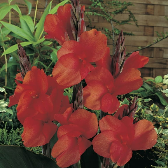 Van Zyverden Cannas Red King Humbert Set of 5 Bulbs Red Full Sun Deer Resistant