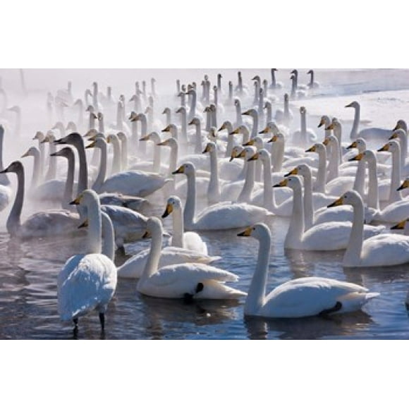 Whooper swans, Hokkaido, Japan Poster Print by Art Wolfe (26 x 18)