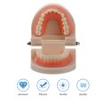 thumbnail image 2 of EeaseMX 1 modelo de dientes para niños, material didáctico y de estudio, modelo de dientes tipodonto estándar., 2 of 8