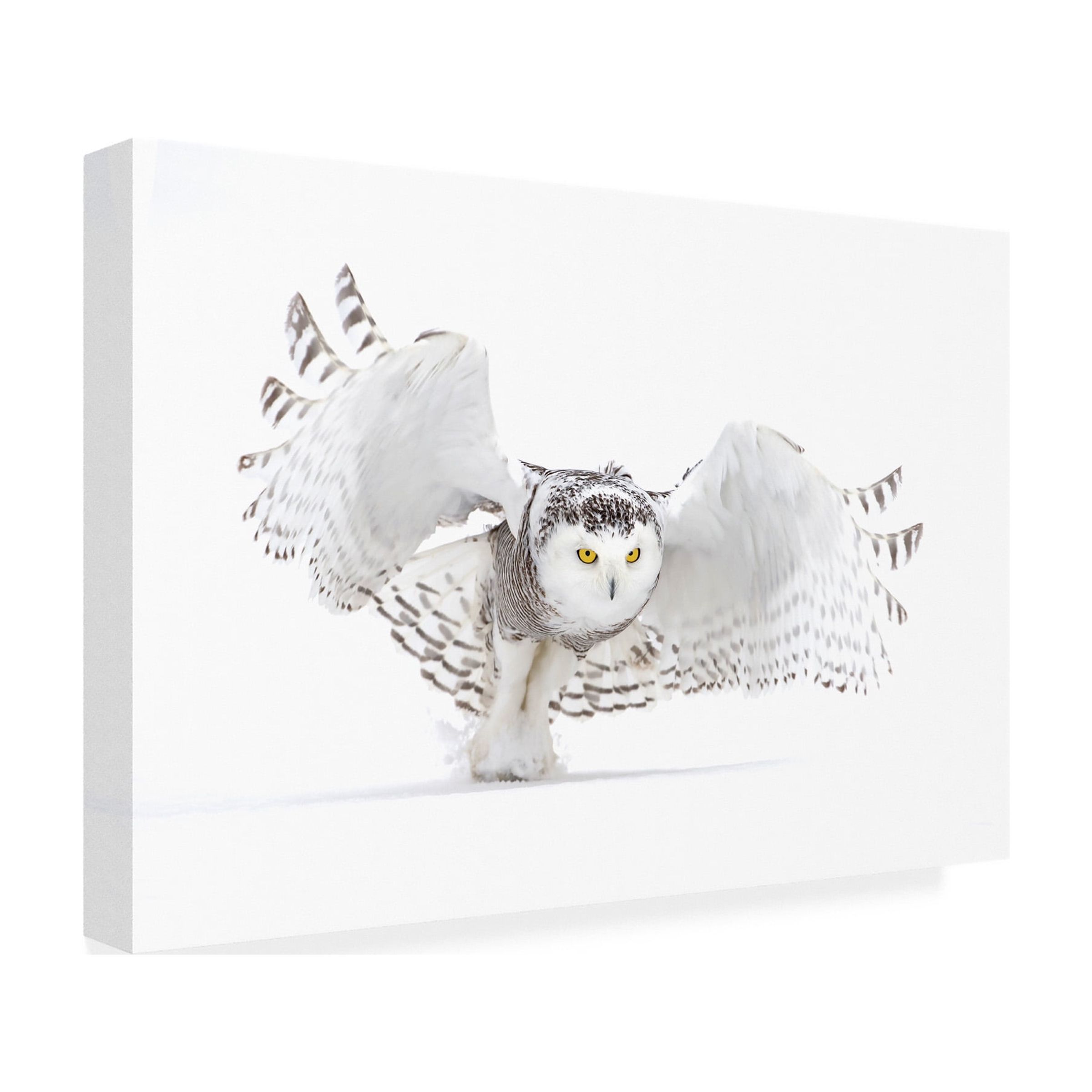 Jim Cumming 'Snowy Owl Jazz Wings' Canvas Art