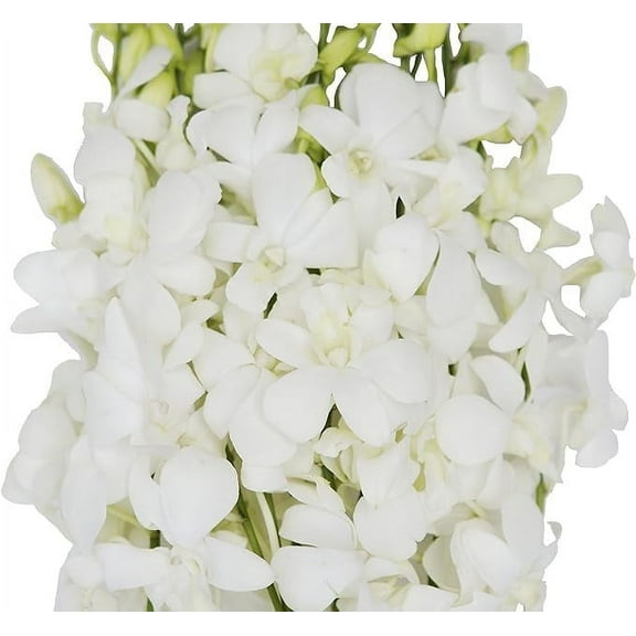 KaBloom: Fall Collection-Bulk 40 White Orchids,Next-Day Delivery, Gift of Fresh Flowers for Every Occasion.