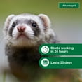 thumbnail image 5 of Advantage II Vet-Recommended Flea Prevention for Ferrets 1 lb+, 2-Monthly Treatments, 5 of 7