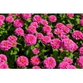 thumbnail image 3 of 250 LUMINOSA PINK ZINNIA Elegans Flower Seeds, 3 of 7