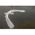thumbnail image 2 of Jones, Adam 32x23 Black Ornate Wood Framed with Double Matting Museum Art Print Titled - Snowy egret flying-Merritt Island National Wildlife Refuge-Florida, 2 of 4