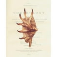 thumbnail image 3 of Brookes, Samuel 15x18 Black Modern Framed Museum Art Print Titled - Shell, Strombus Lambis, 3 of 5