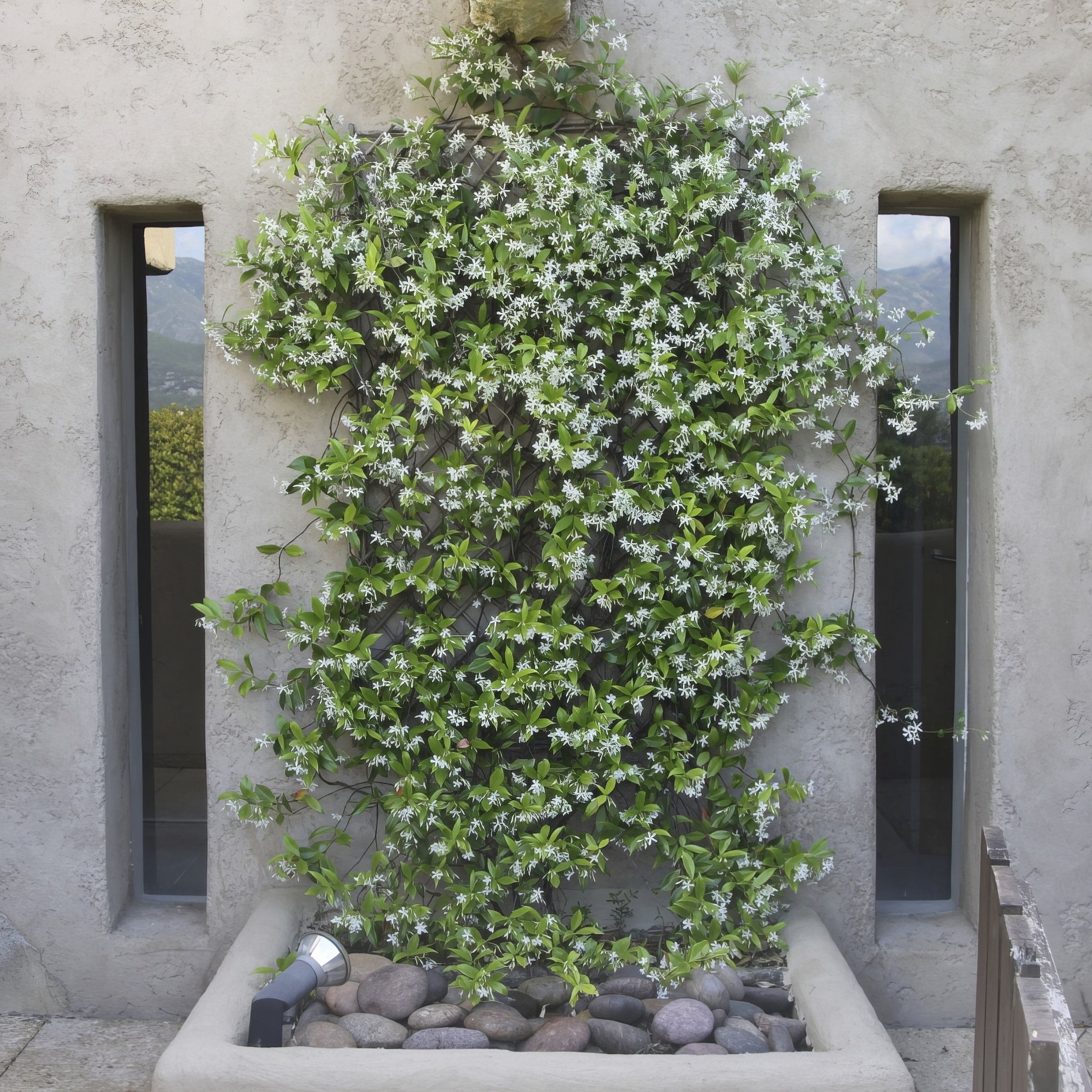 National Plant Network 4 in. Confederate Jasmine (8-Pack)