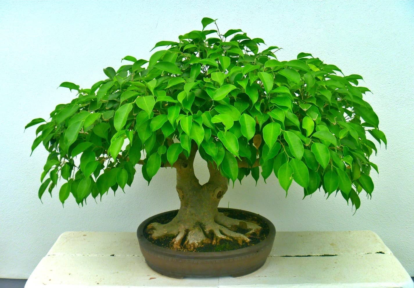 Flowering Bonsai Tree Seeds - Judas Tree (Cercis siliquastrum) | 20 Seeds |  Flowering Tree Prized for Bonsai - Walmart.com
