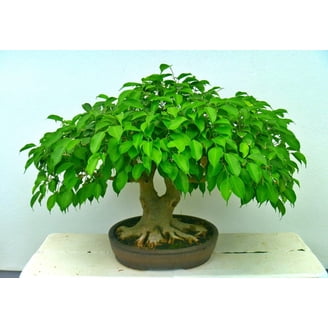 glanzmispel hecke kaufen Glanzmispel Red Robin (Photinia x fraseri 'Red Robin') | 150-175 cm im Topf main image 0