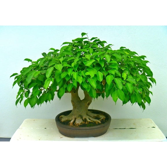 Sweet Plum Bonsai Tree Seeds | 10 Seeds to Grow as Bonsai | Prunus Americana - Ships from Iowa, USA