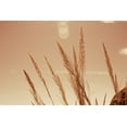thumbnail image 2 of Larson, Nathan 24x17 White Modern Wood Framed Museum Art Print Titled - Lakeside Grasses VI, 2 of 4
