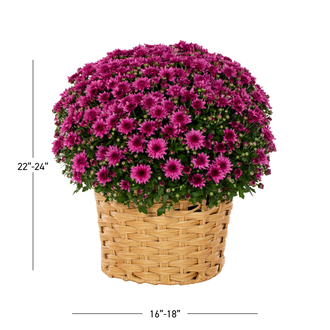 Better Homes & Gardens 2.5G Pink Garden Chrysanthemum Plant Decorative Basket Sun