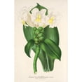 thumbnail image 2 of Charles Antoine Lemaire 13x18 Gold Ornate Wood Frame and Double Matted Museum Art Print Titled - Costus Verschaffeltianus (1854-1896), 2 of 4