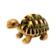 thumbnail image 2 of Xihbxyly Ofertas Relámpago de Liquidación de Hoy 12,6 Simulacros Pulsantes, Tortuga, Tortuga, Tela, Recuerdo para Niños, Regalto Cumpleaños, 2 of 6