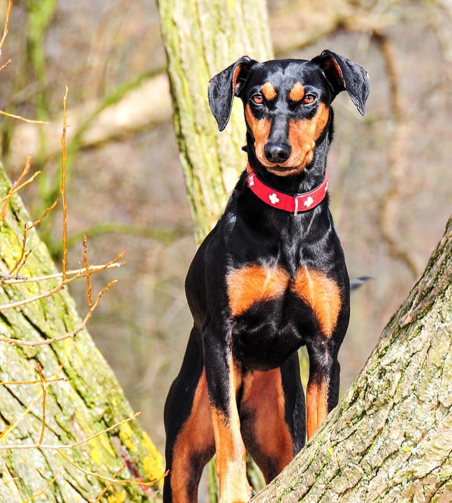 black german pinscher