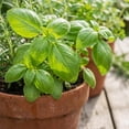thumbnail image 4 of Sweet Basil Plant in 4 Inch Pot, Fragrant Basil Herb for Indoor Outdoor Planting, Fast Growing, Ready to Grow, 4 of 6