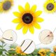 thumbnail image 3 of Recorte de madera de girasol sin acabado Recortes de letrero de girasol Colgador de puerta de madera de girasol con 10M Natural, 3 of 5