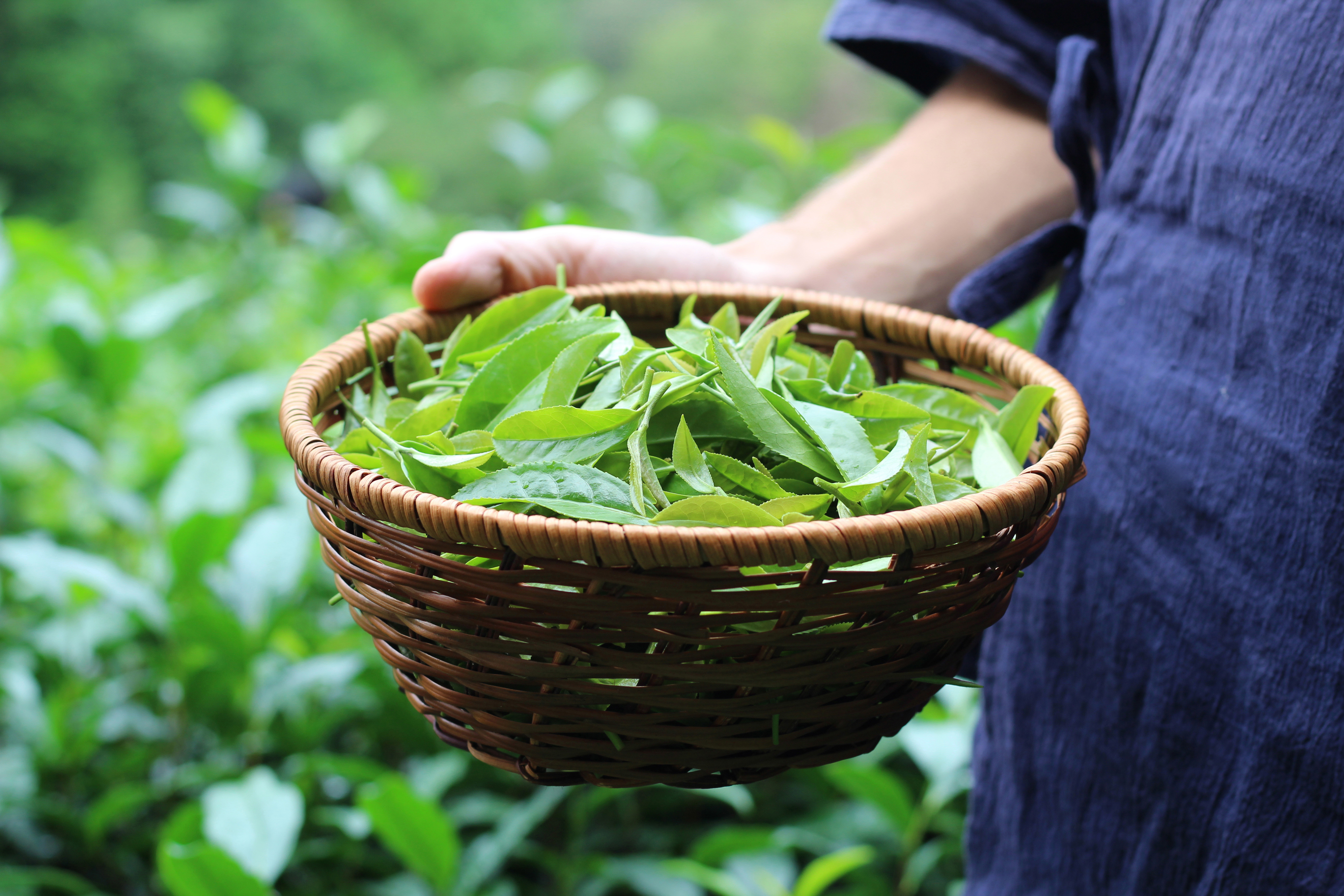 Organic Tea Plant ‘Large Leaf’ - Camellia sinensis - Live Starter Plant