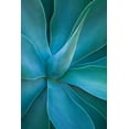thumbnail image 2 of Gulin, Sylvia 17x24 Gold Ornate Wood Framed with Double Matting Museum Art Print Titled - Hawaii-Maui-Kula-agave plant design, 2 of 4