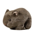 thumbnail image 2 of Ohmyroo Realistic Guinea Pig Stuffed Toy Multicolor Soft Plush Animal Doll Room Decor, 2 of 3