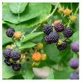 Black Raspberry Plant Live 6 to 10 Inch Tall, Everbearing Raspberry