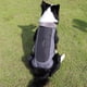 thumbnail image 4 of Ropa para perros con collar de cuero, ropa para mascotas, ropa de algodón impermeable y reflectante para perros de otoño e invierno, suministros para mascotas, 4 of 6