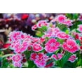 thumbnail image 2 of China Pinks Dianthus chinensis Mix - Perennial Plant- Multiple Colors-Quart Pot, 2 of 2
