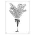 thumbnail image 3 of Lettered And Lined 19x24 Black Modern Framed Museum Art Print Titled - Timeless Palm, 3 of 5
