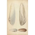 thumbnail image 3 of Wood 10x14 Black Modern Framed Museum Art Print Titled - Marine Mollusk II, 3 of 5