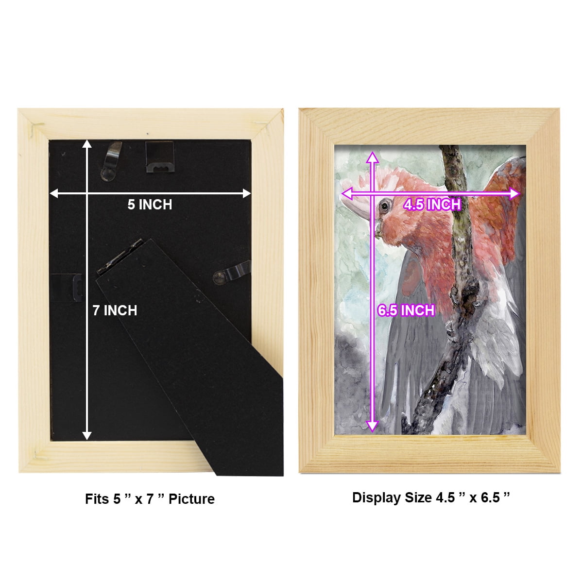 Tropic Parrot II - Framed Print w/glass - Natural Wood