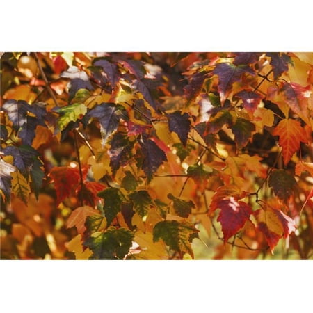 Japanese Maple Leaves in Autumn - Edmonton Alberta Canada Poster Print - 19 x 12 in.