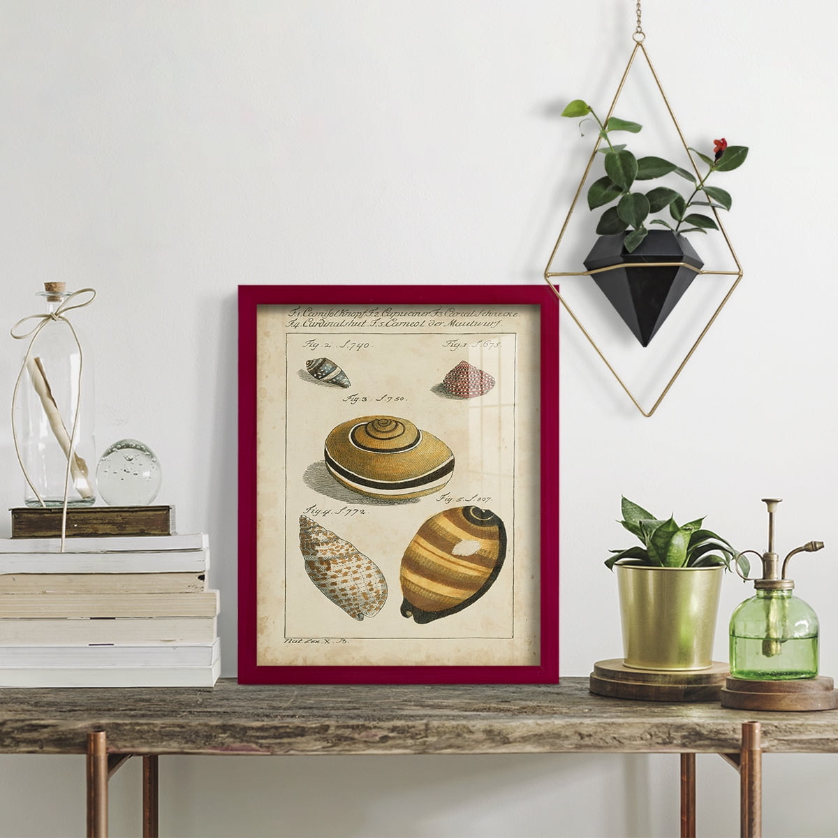 Vintage Shell Study IV -Framed Print w/glass-Cherry Red