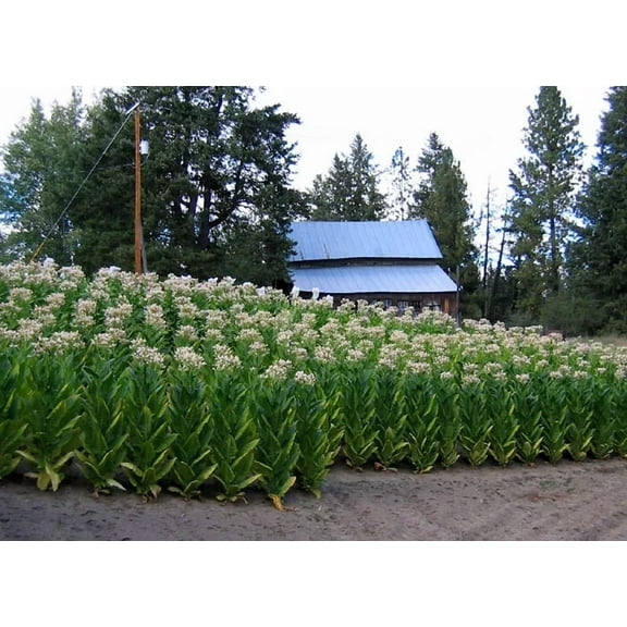 1000 Harrow Velvet Tobacco Seeds ~ Heirloom ~ Medium Flavor ~ Burley