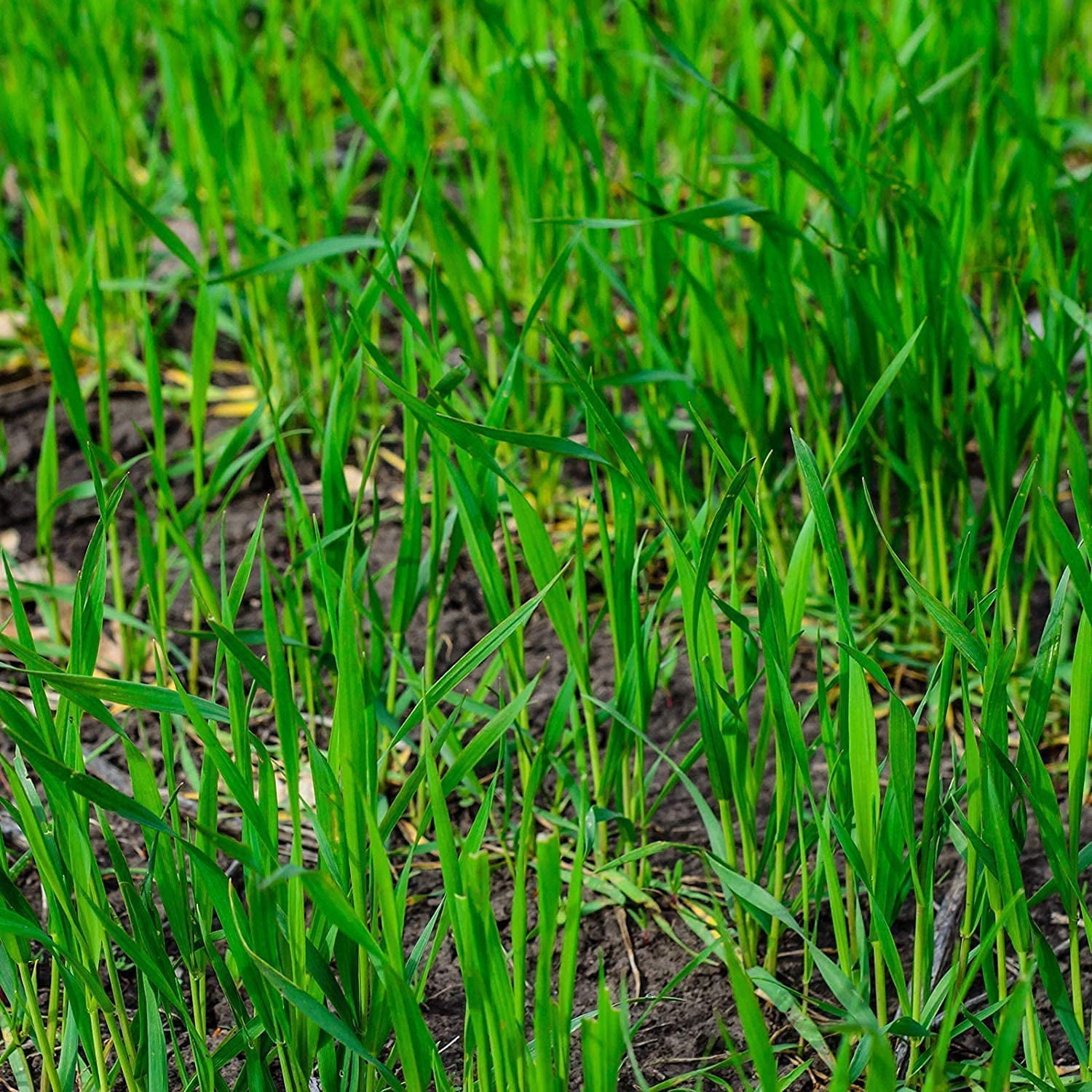 10 Lbs No-Till Winter Rye Cover Crop Seeds - Non-GMO Rye - Deer & Turkey Food Plot Seed - Winter Hardy Cover Crop