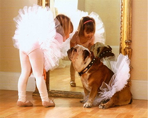 bulldog ballerina costume