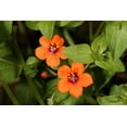 thumbnail image 3 of 100 SCARLET PIMPERNEL (Adders Eyes) Anagallis Arvensis Flower Seeds, 3 of 11