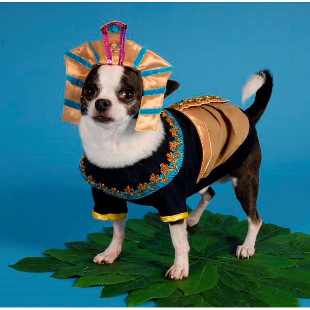 KING MUTT DOG COSTUMES King Tut Egyptian Royalty Pharaoh Dogs Halloween