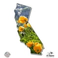 thumbnail image 1 of California Yellow Poppies Nature - 12" Vinyl Sticker Waterproof Decal, 1 of 1