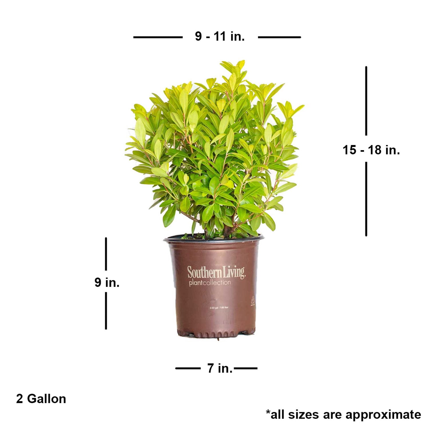 Southern Living Florida Sunshine Illicium 'Anise' Live Shrub in 2-Gallon Grower Pot