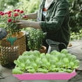 thumbnail image 5 of 2 Pack Microgreens Growing Trays for Wheatgrass and Veggies, Seed Starter Planter, 5 of 8