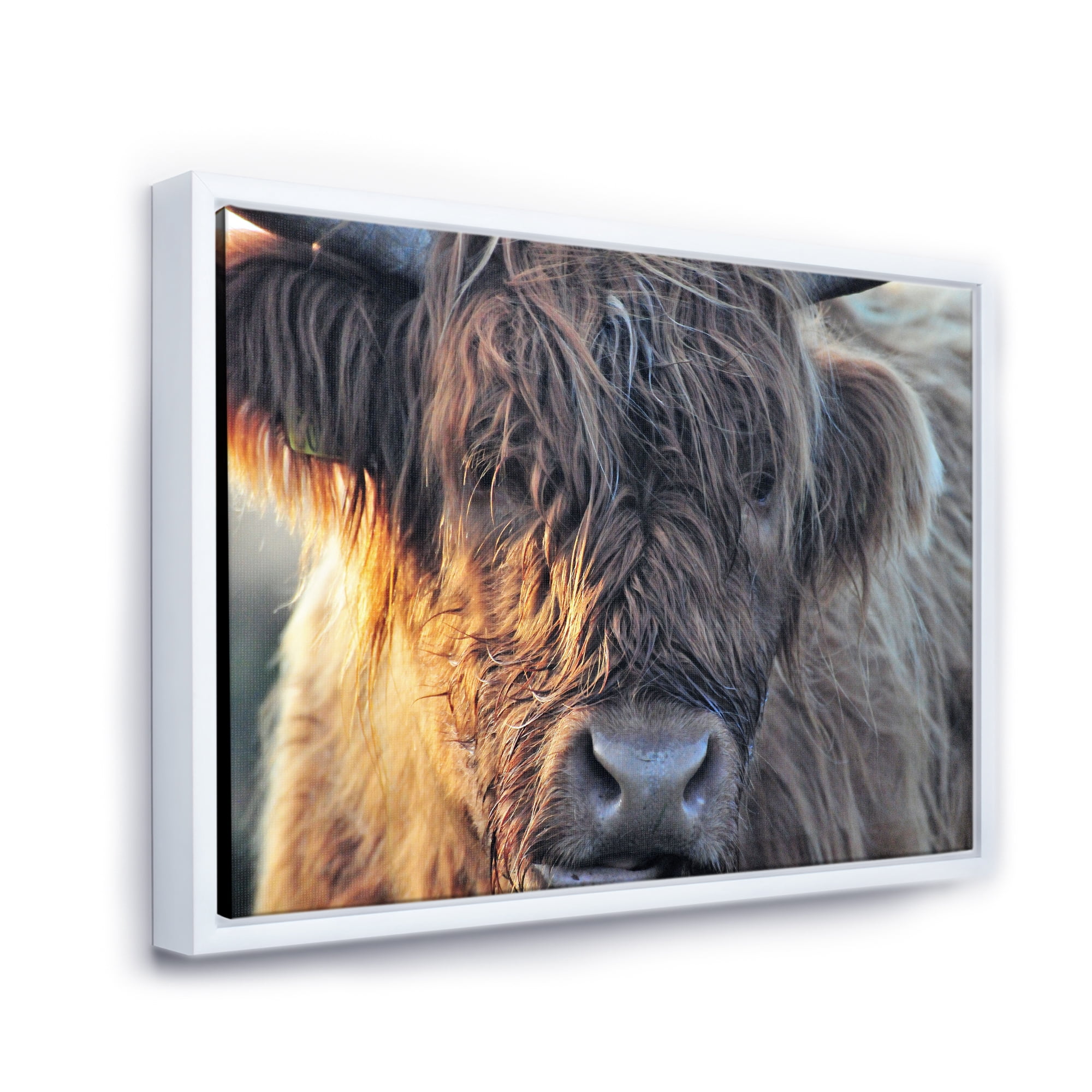 Close Up Of Scottish Cow On Moorland III 20 in x 12 in Framed Photography Canvas Art Print, by Designart