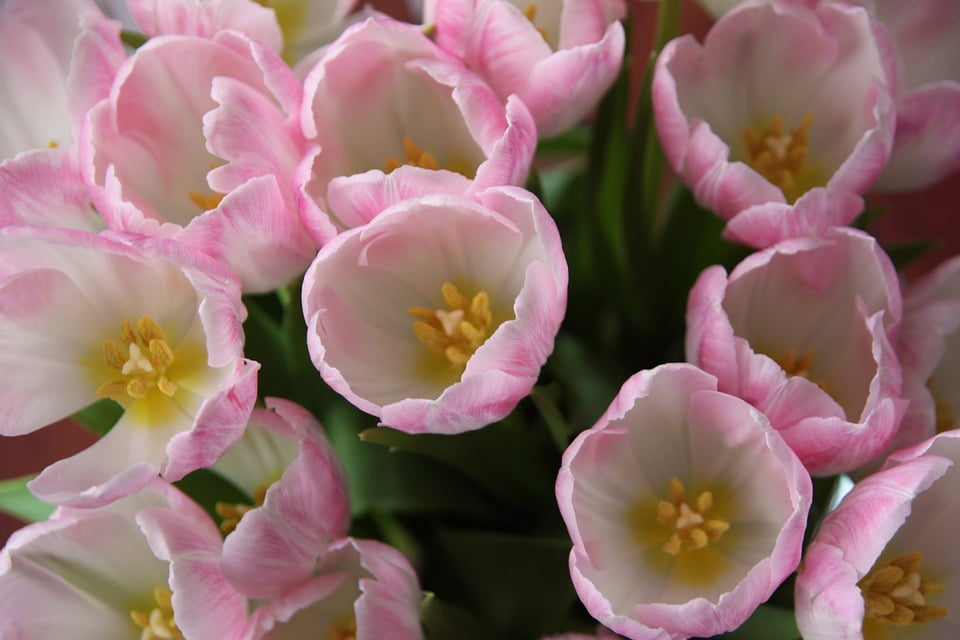 Tulip Pink Flowers Flower Tulips Holland Stamp20 Inch By