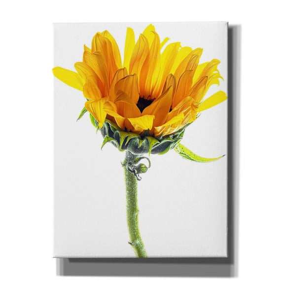 Epic Graffiti 'Sunflower In The Sun' by Pamela Plummer, Canvas Wall Art, 12"x16"
