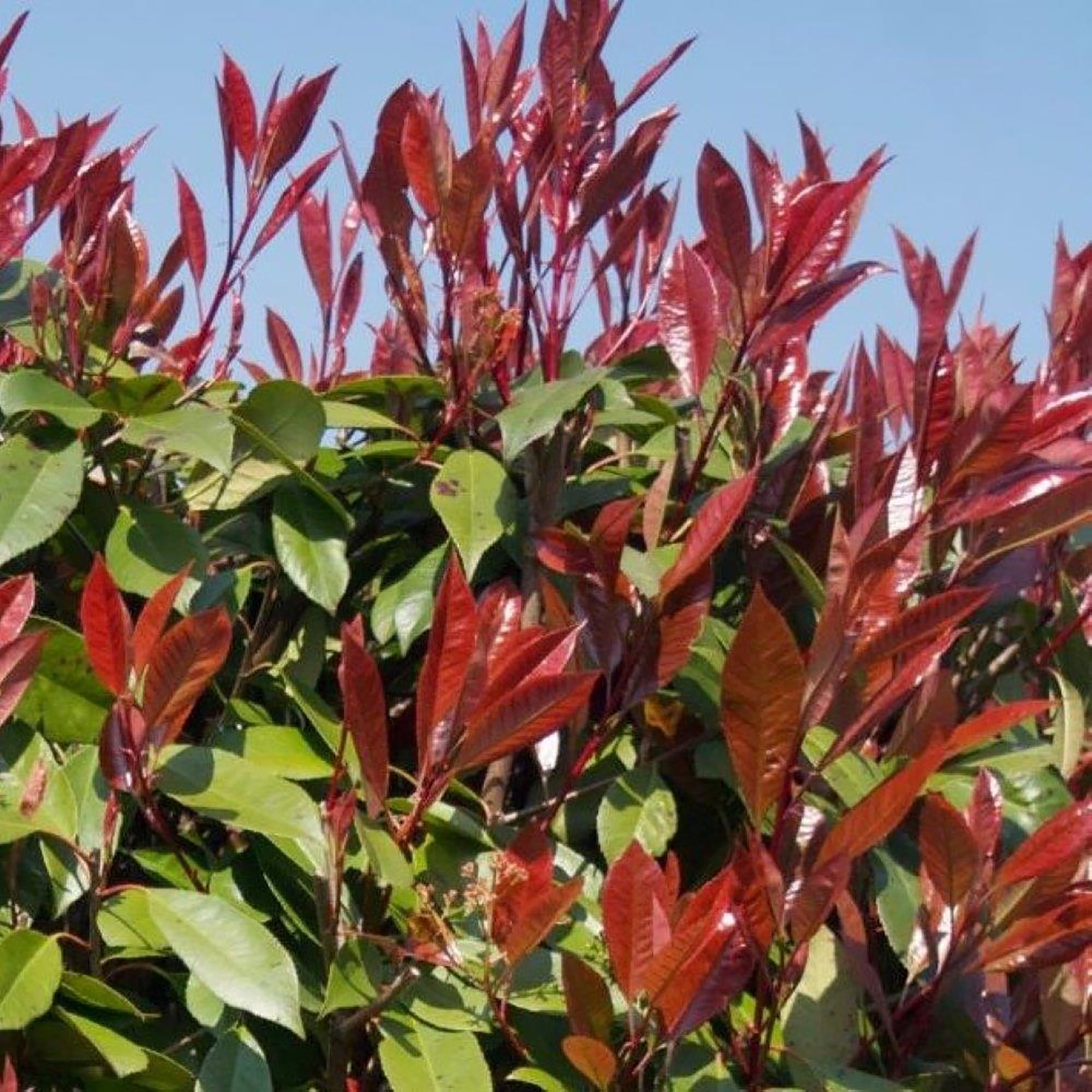 Expert Gardener Red Robin Photinia, 18-24 Tall, Live Shrubs for Garden, 2.25 gal Pot, Full Sun