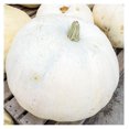 Pumpkin Seeds Casper NonGMO Seeds for Planting, 1/4 Pound High