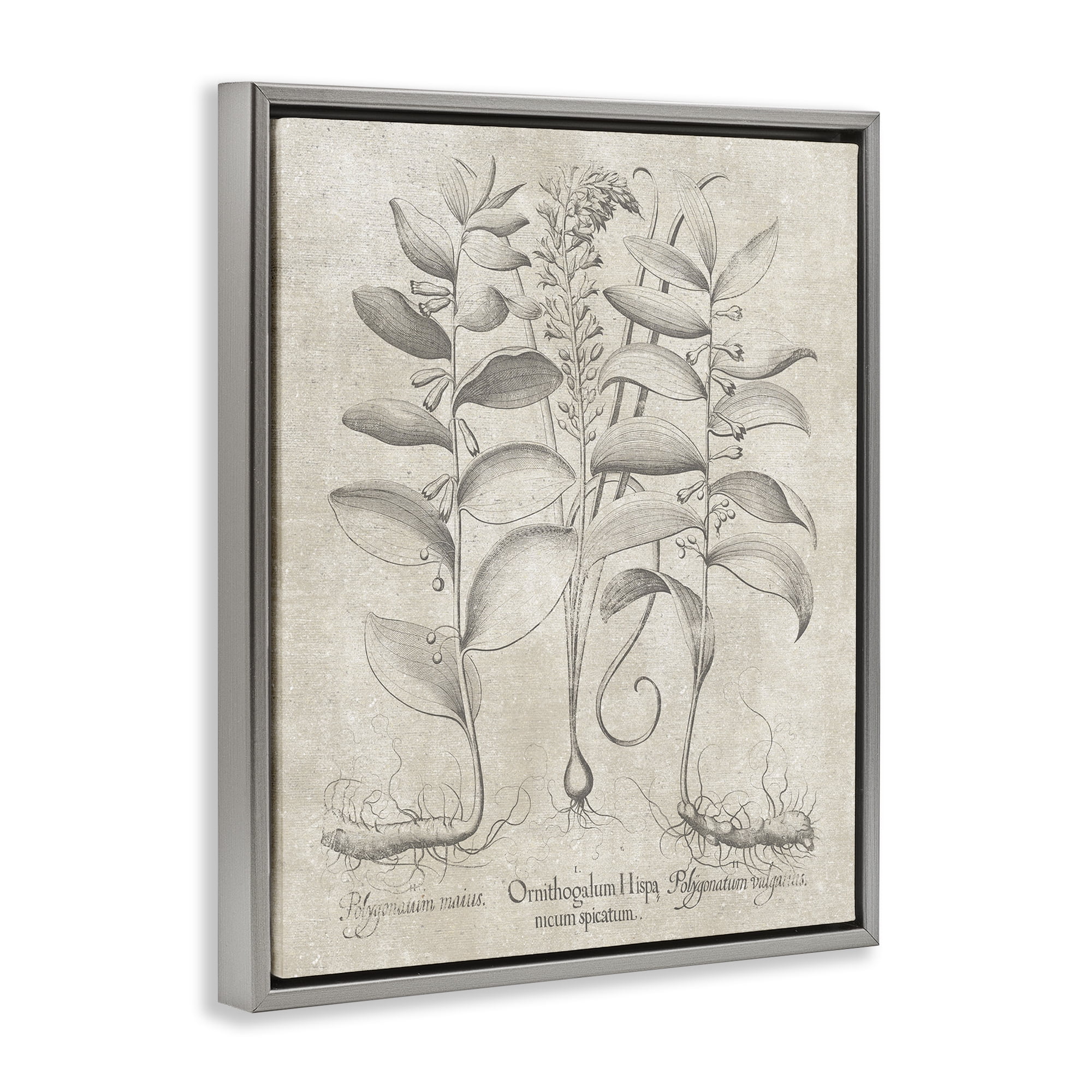 Stupell Industries Vintage Botanical Herb Botanical & Floral Painting Gray Floater Framed Art Print Wall Art, 25 x 31