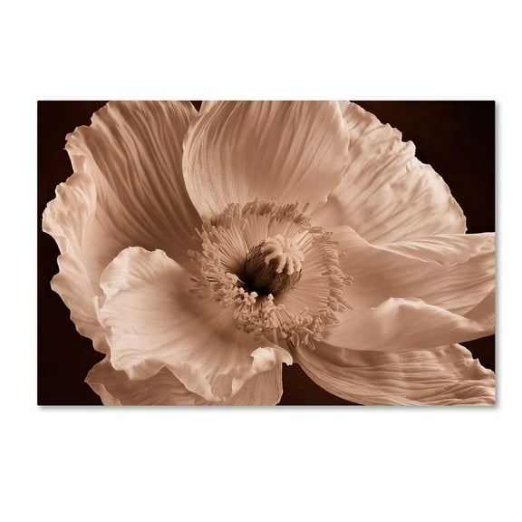 Trademark Fine Art 'Sepia Poppy I' Canvas Art by Cora Niele
